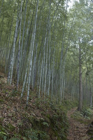 竹虎 ・山岸竹材店